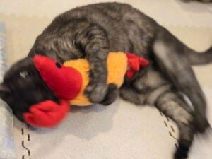 虹色ハートクリエイター、カラフルドロップなおみ、人生のプラス貯金キャンペーン