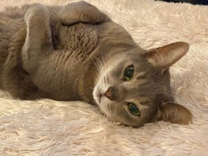 虹色ハートクリエイター、カラフルドロップなおみ、プラス貯金キャンペーン