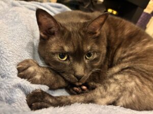 虹色ハートクリエイター、カラフルドロップなおみ、プラス貯金ヒーリング