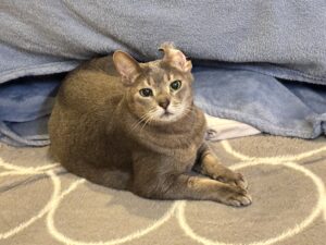 虹色ハートクリエイター、カラフルドロップなおみ、プラス貯金ヒーリング