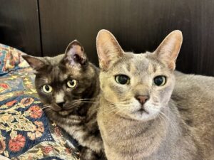 虹色ハートクリエイター、カラフルドロップなおみ、ペットヒーリング